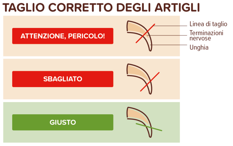 Taglio corretto degli artigli