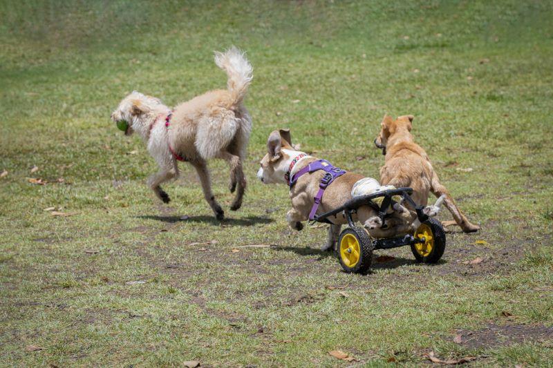 Spielende Hunde