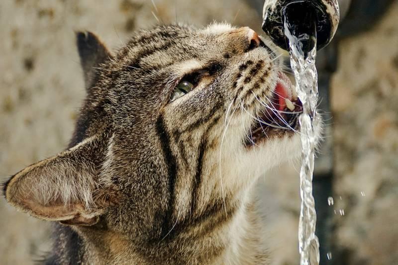 Katze trinkt Wasser